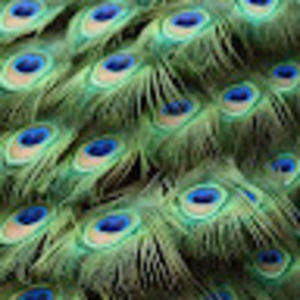 Meet your Posher, Journey